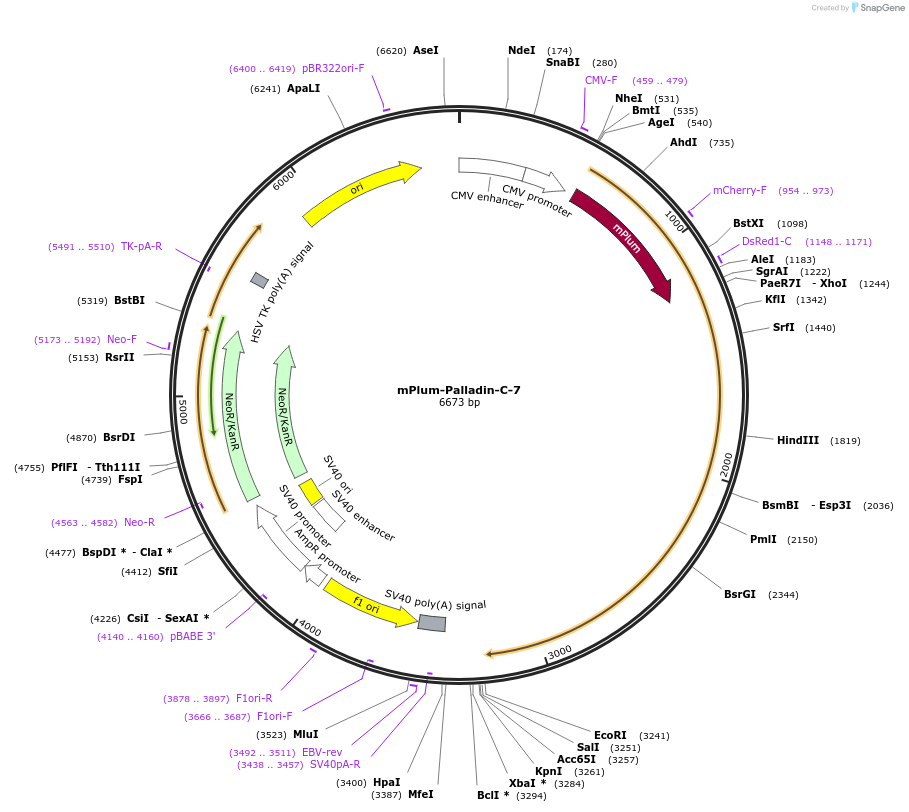 55992-plasmid-map-sequence-id-379417
