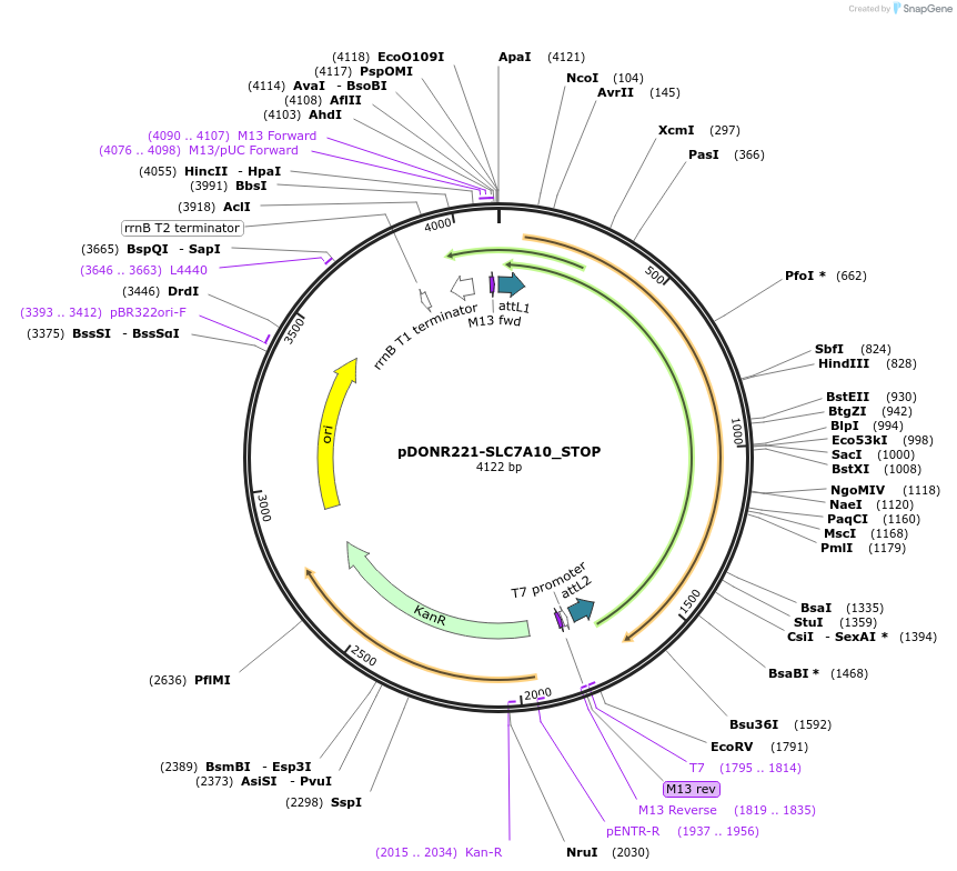 161398-plasmid-map-sequence-id-379418