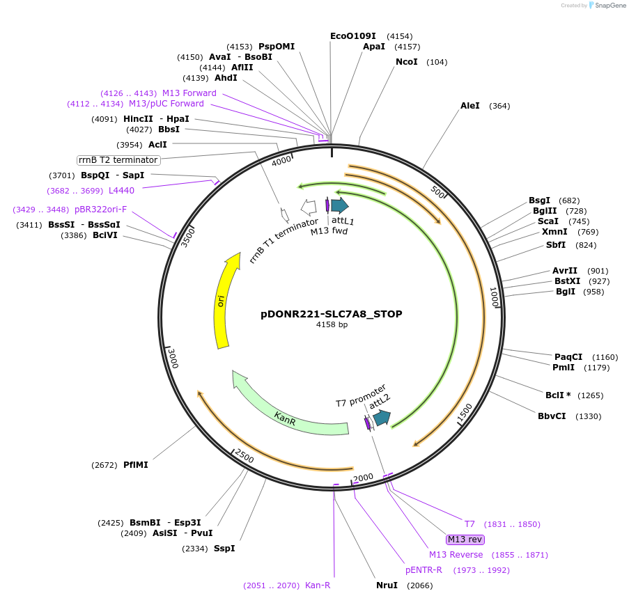 161399-plasmid-map-sequence-id-379420