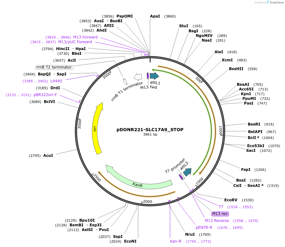 161139-plasmid-map-sequence-id-379423