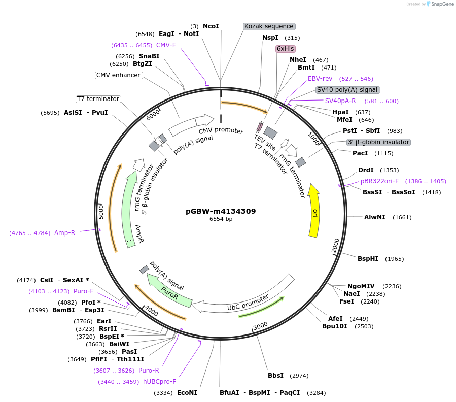 152694-plasmid-map-sequence-id-379430