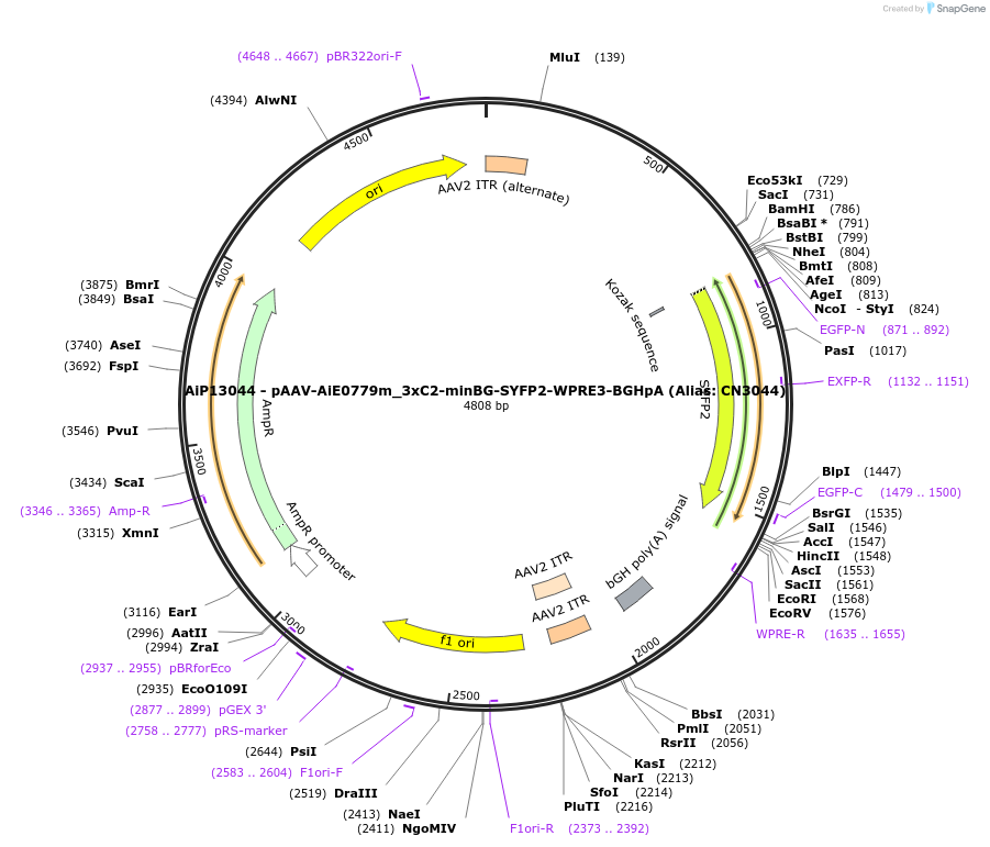 191706-plasmid-map-sequence-id-379462