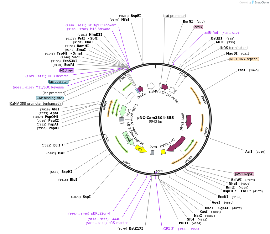 193386-plasmid-map-sequence-id-379467
