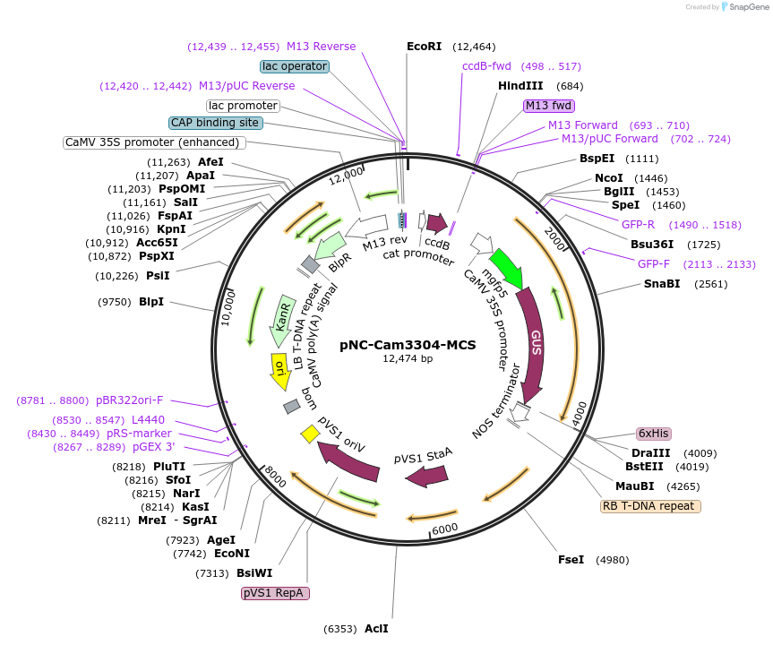 193389-plasmid-map-sequence-id-379471