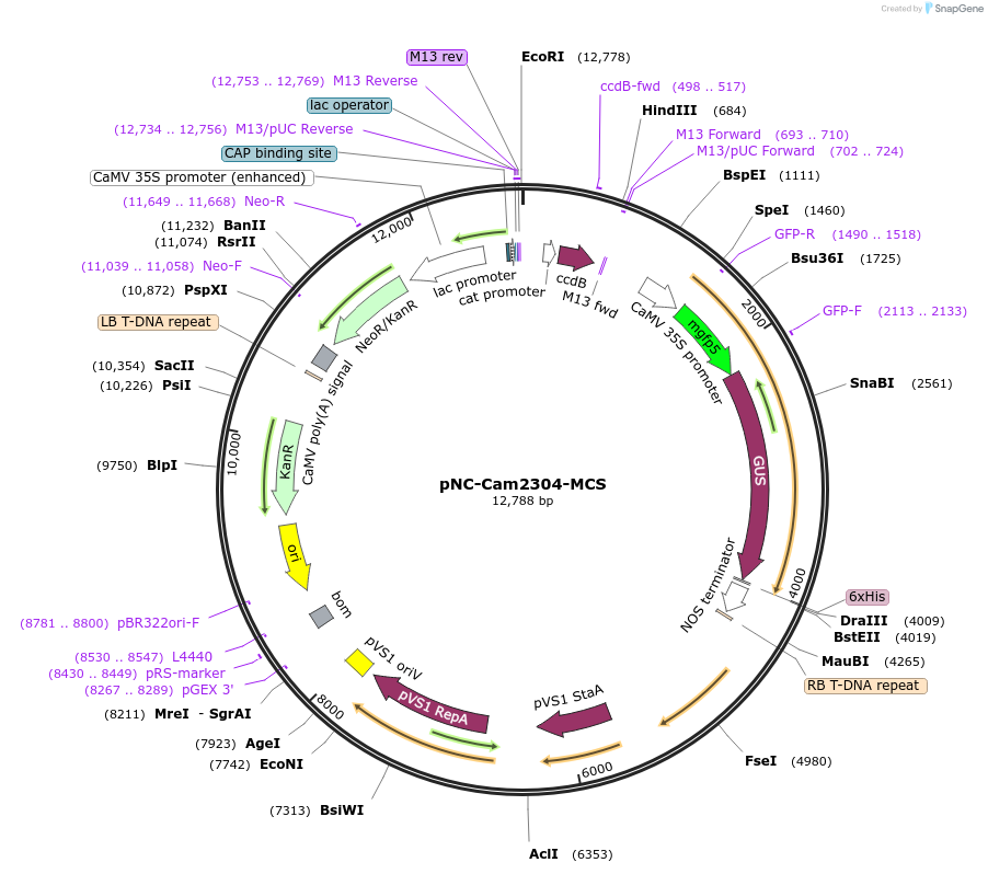 193388-plasmid-map-sequence-id-379472