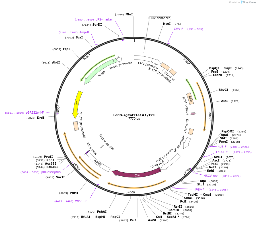 193205-plasmid-map-sequence-id-379489