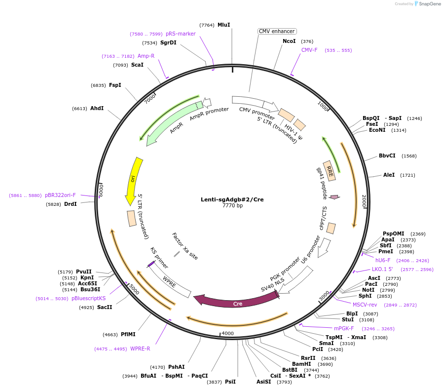 193201-plasmid-map-sequence-id-379499