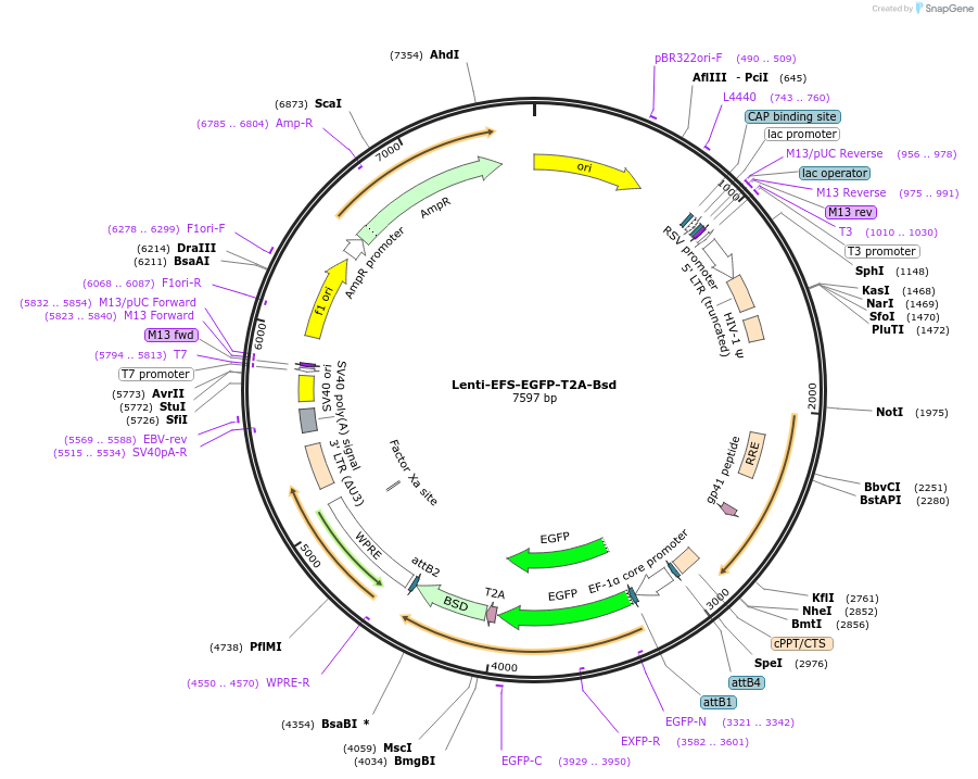 193198-plasmid-map-sequence-id-379542
