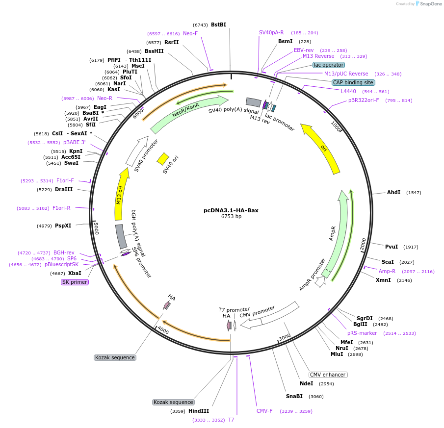191944-plasmid-map-sequence-id-379568