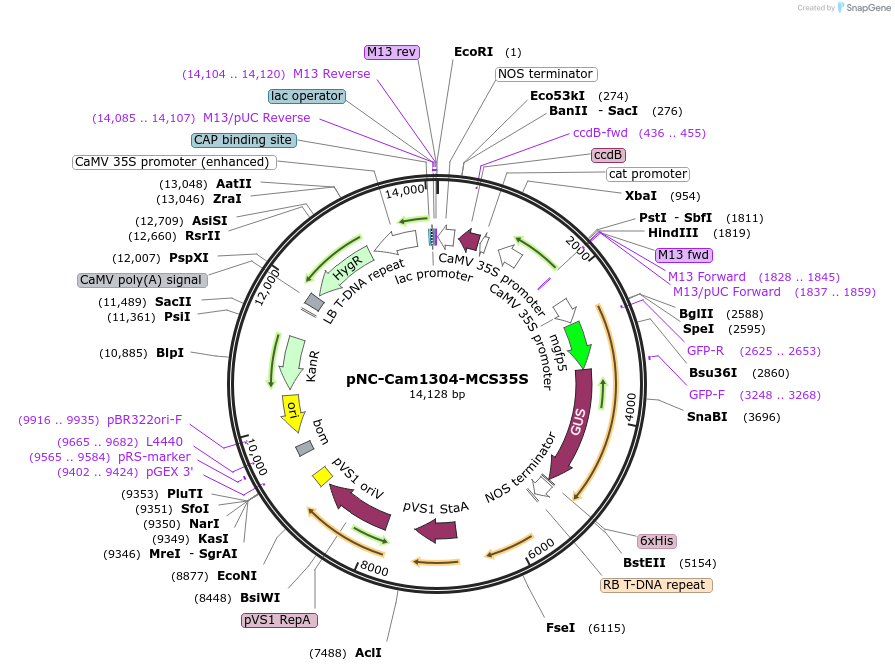 193390-plasmid-map-sequence-id-379572