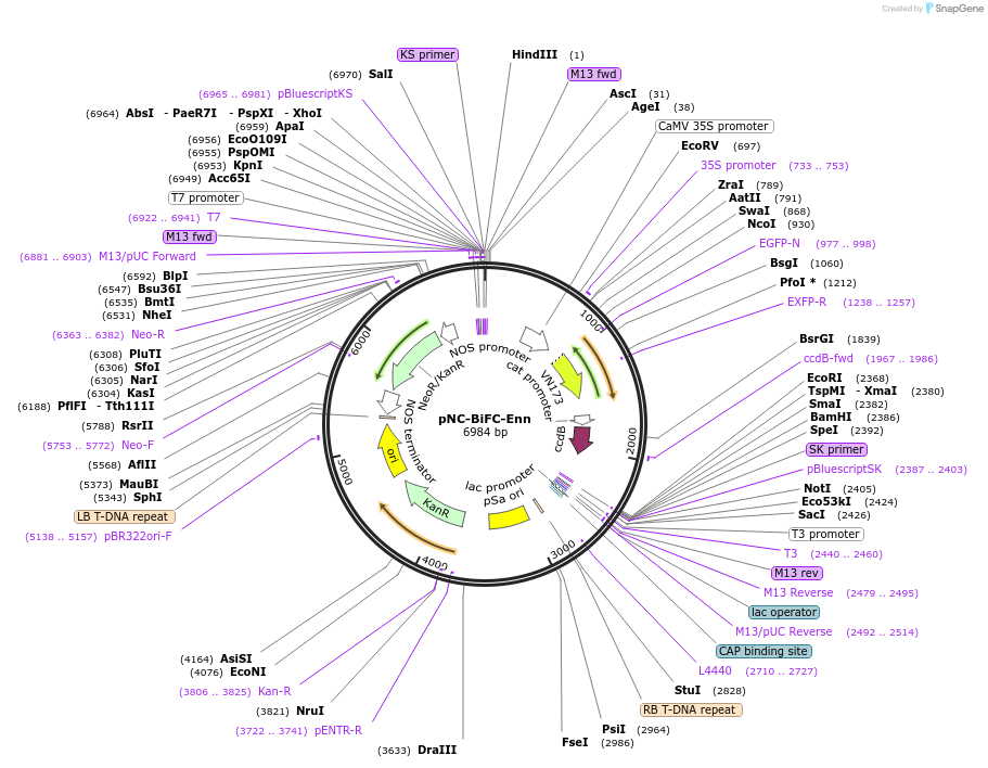 193430-plasmid-map-sequence-id-379582