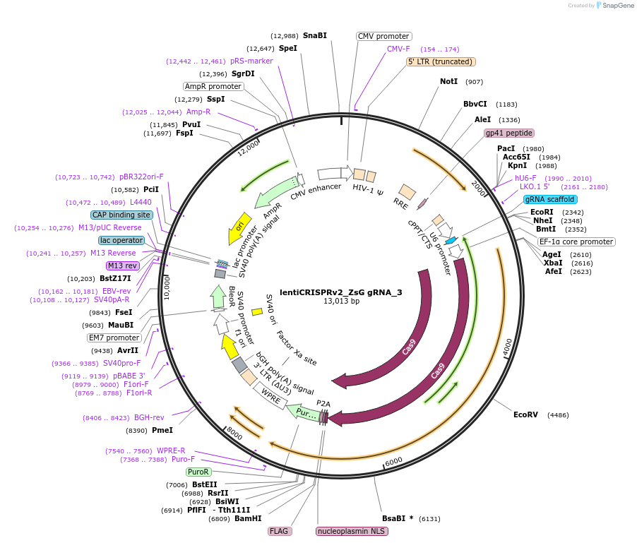 192687-plasmid-map-sequence-id-379588