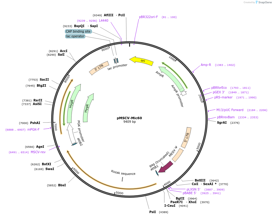191980-plasmid-map-sequence-id-379609