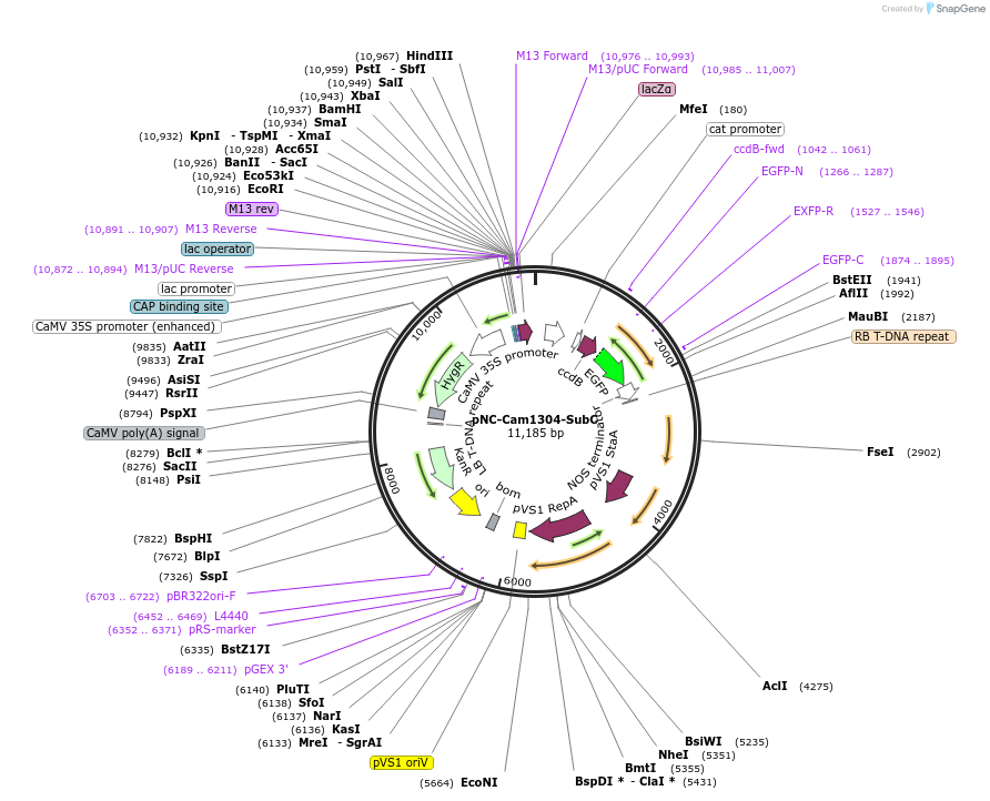 193405-plasmid-map-sequence-id-379611