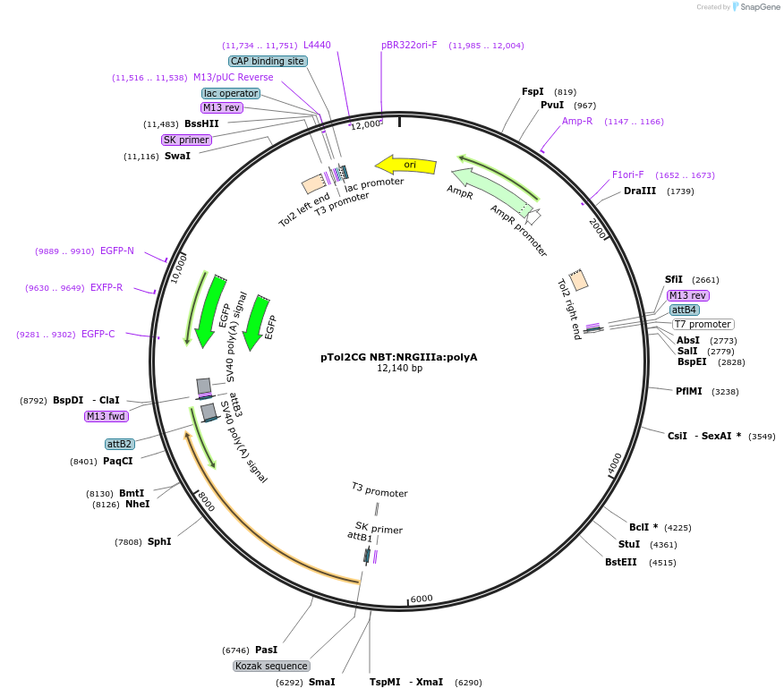 193012-plasmid-map-sequence-id-379619