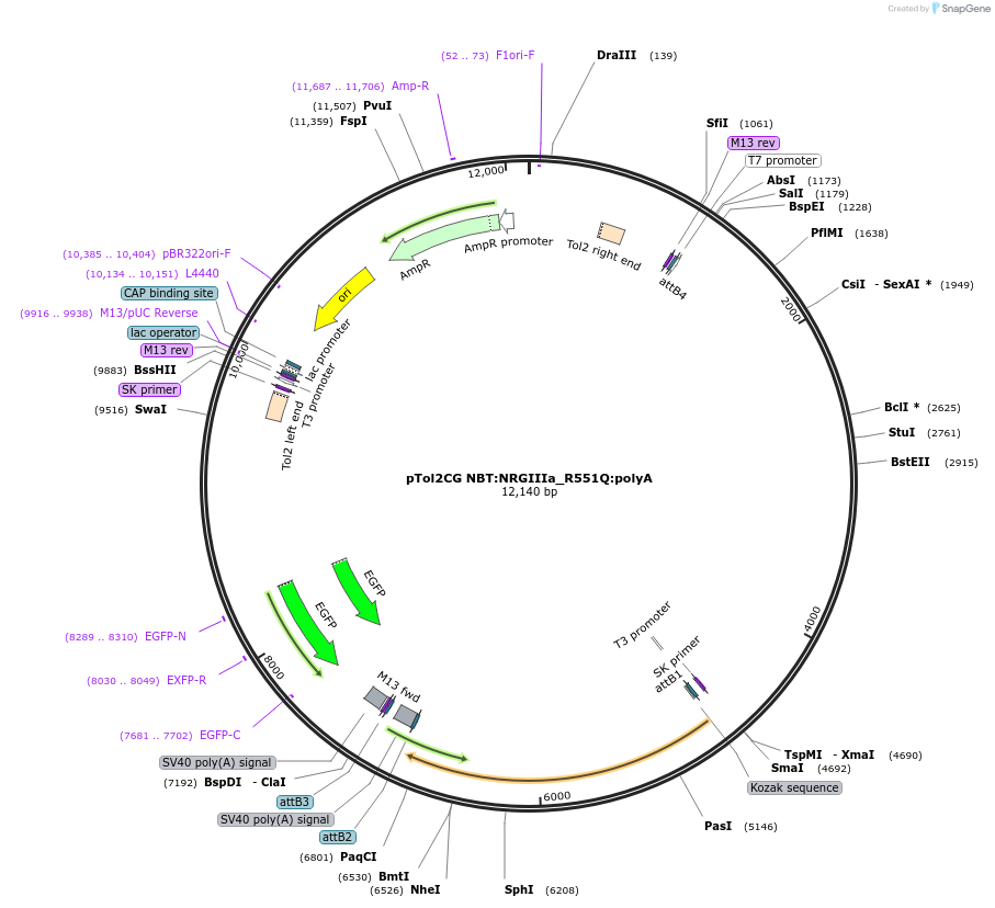 193013-plasmid-map-sequence-id-379620