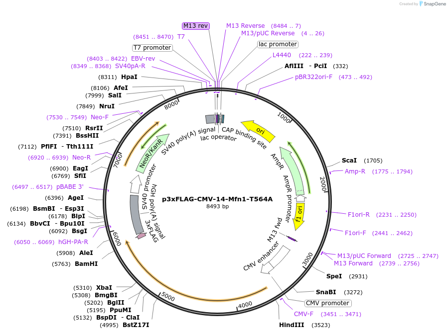 191978-plasmid-map-sequence-id-379622