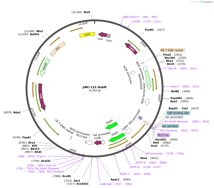 193408-plasmid-map-sequence-id-379631