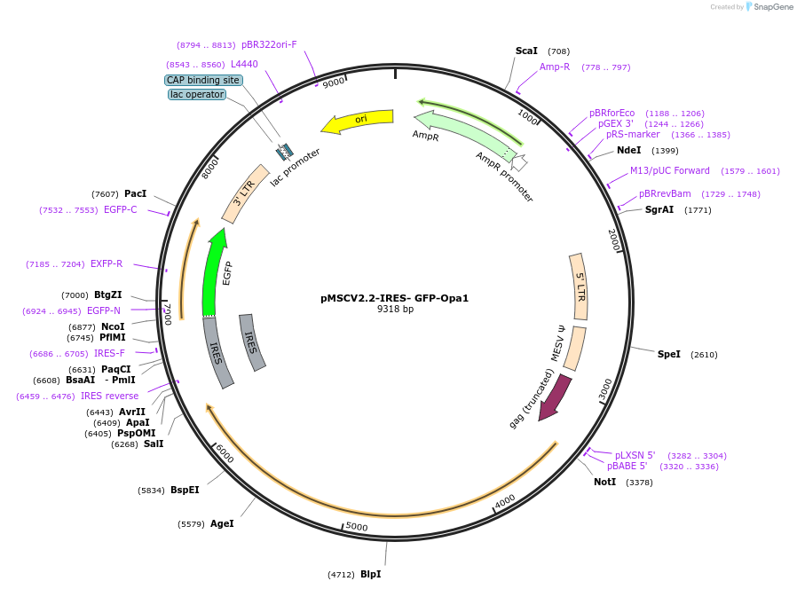 191971-plasmid-map-sequence-id-379642