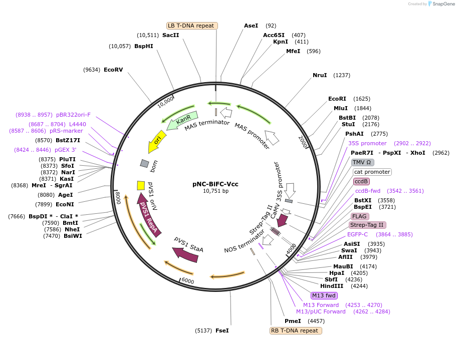 193425-plasmid-map-sequence-id-379645