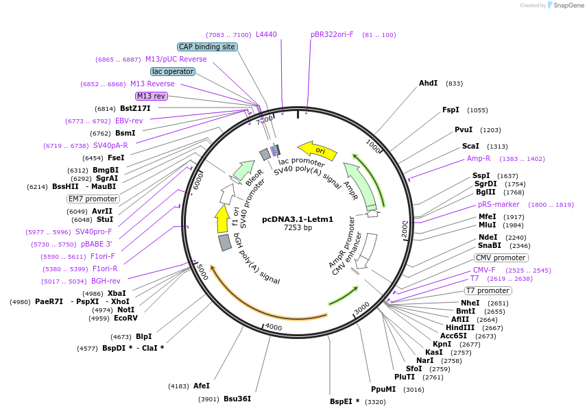 191962-plasmid-map-sequence-id-379658