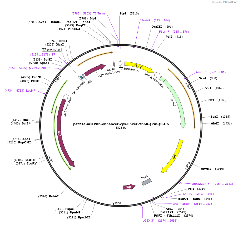 192788-plasmid-map-sequence-id-379663