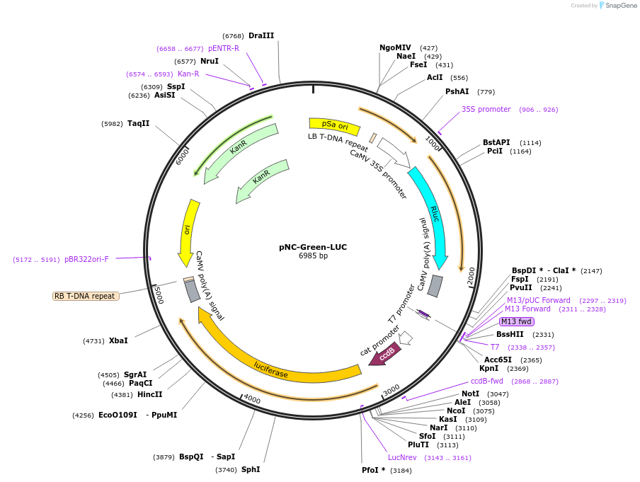 193438-plasmid-map-sequence-id-379666