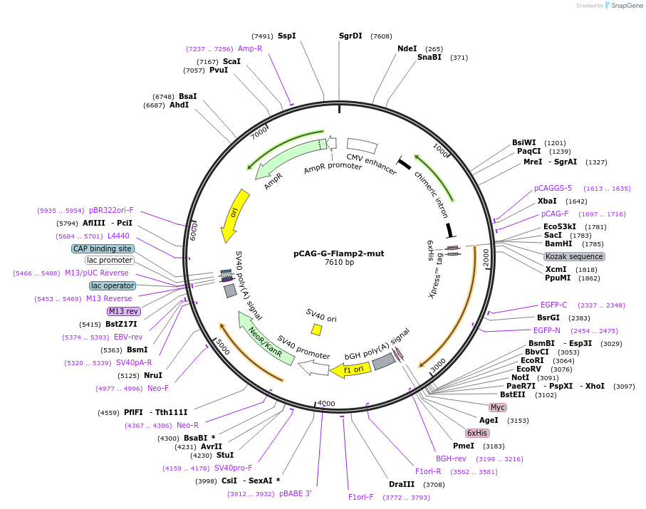 192783-plasmid-map-sequence-id-379673