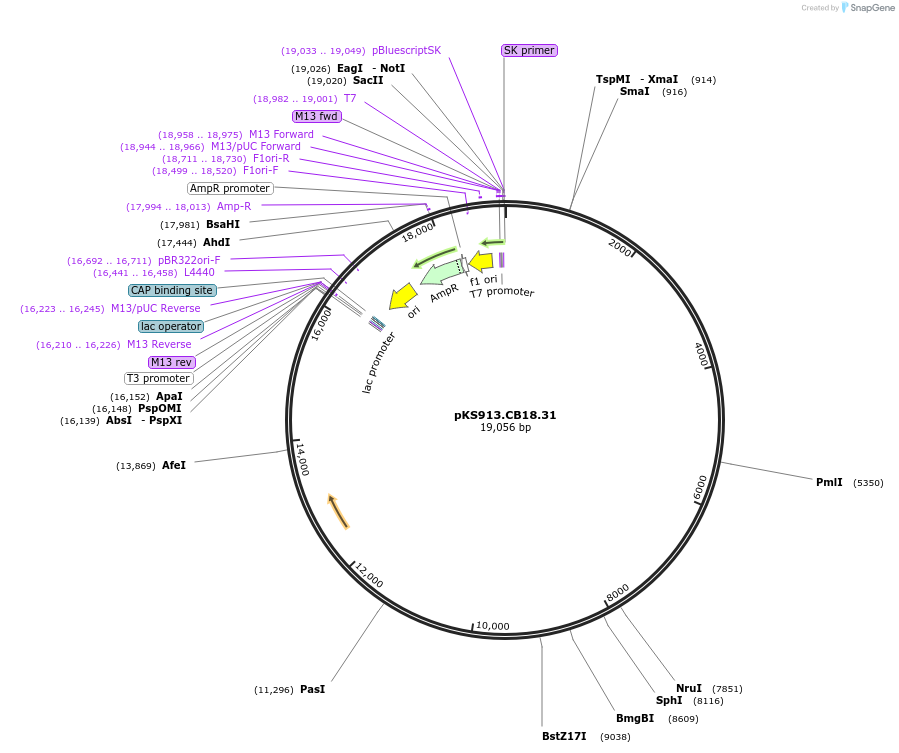 69569-plasmid-map-sequence-id-379752
