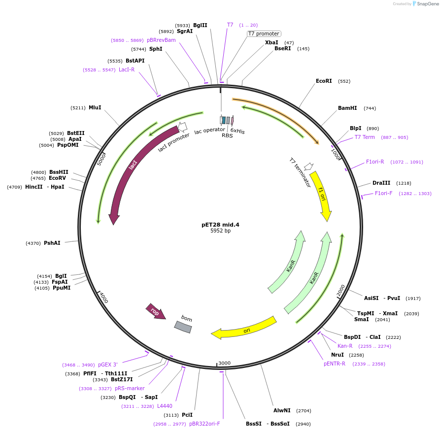 191895-plasmid-map-sequence-id-379780
