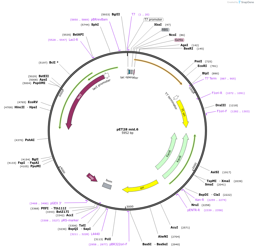 191899-plasmid-map-sequence-id-379783
