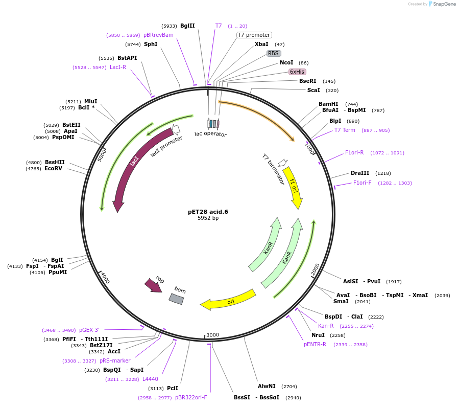 191912-plasmid-map-sequence-id-379786