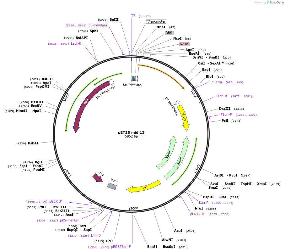191915-plasmid-map-sequence-id-379787
