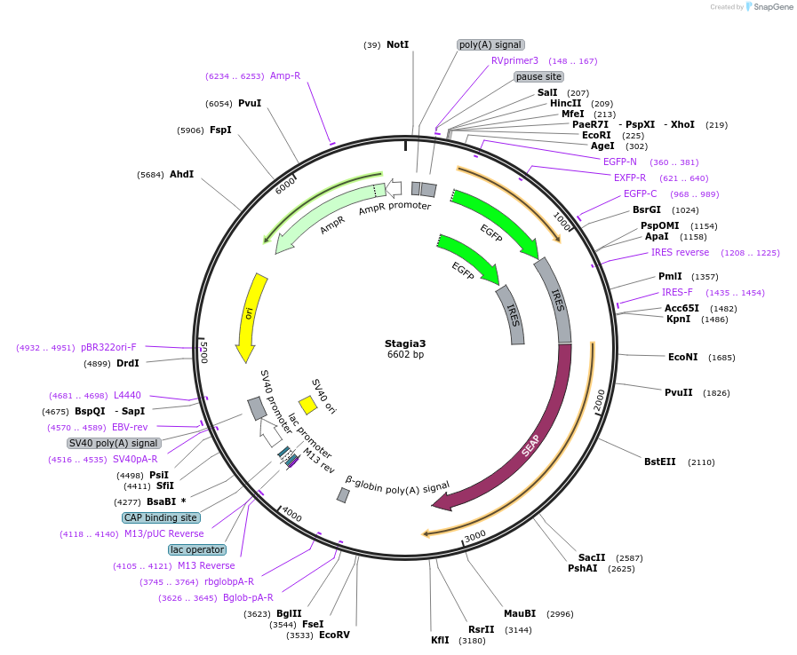 28177-plasmid-map-sequence-id-37979
