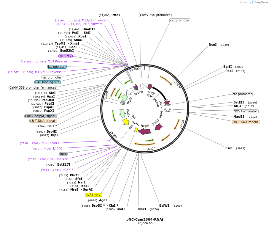 193401-plasmid-map-sequence-id-379790