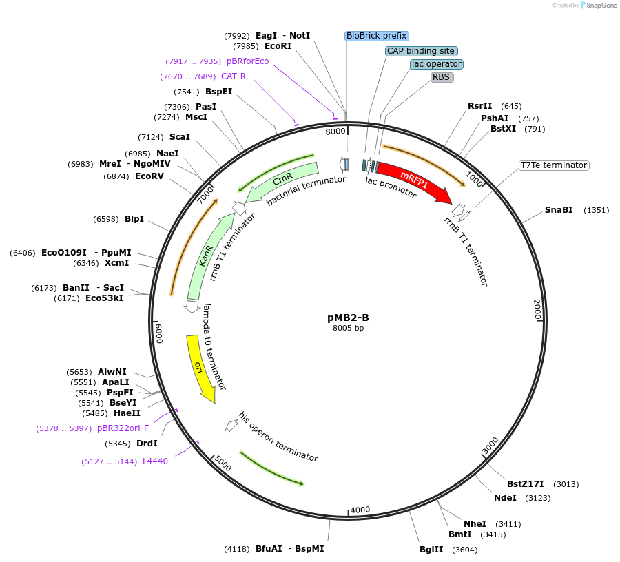 190123-plasmid-map-sequence-id-379792