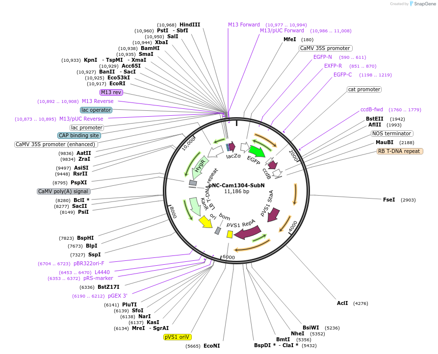 193404-plasmid-map-sequence-id-379795