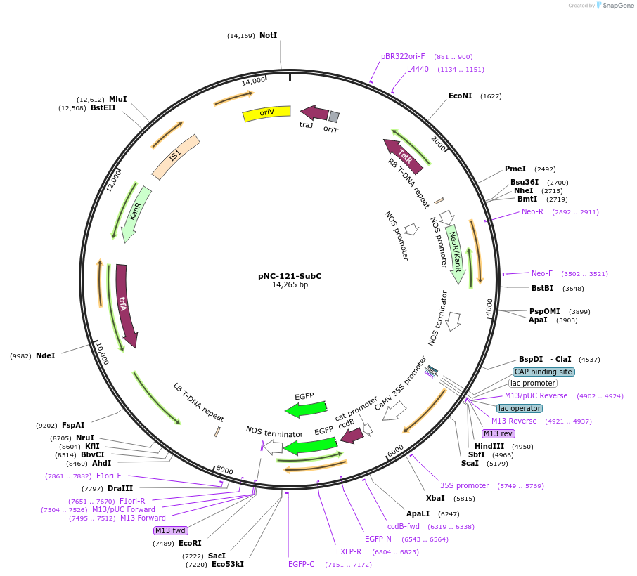 193409-plasmid-map-sequence-id-379796