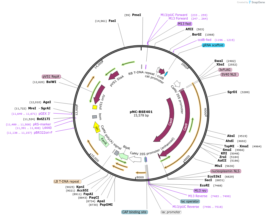 193436-plasmid-map-sequence-id-379799