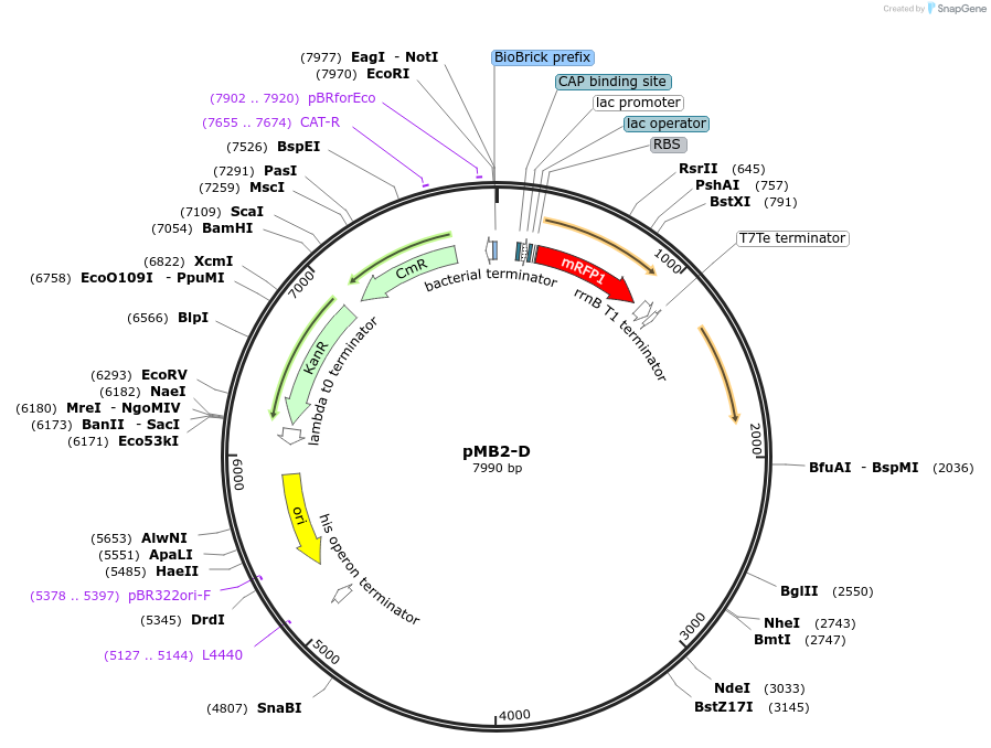 190125-plasmid-map-sequence-id-379800