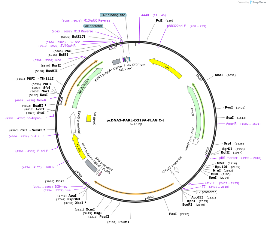 191958-plasmid-map-sequence-id-379803