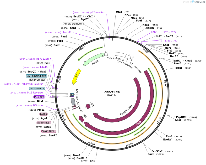 193279-plasmid-map-sequence-id-379809