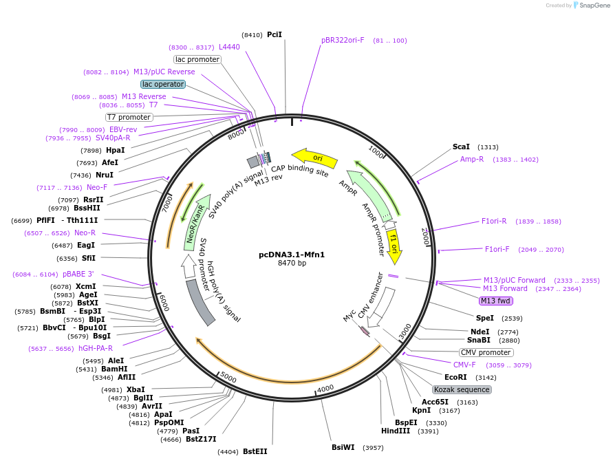 191955-plasmid-map-sequence-id-379811