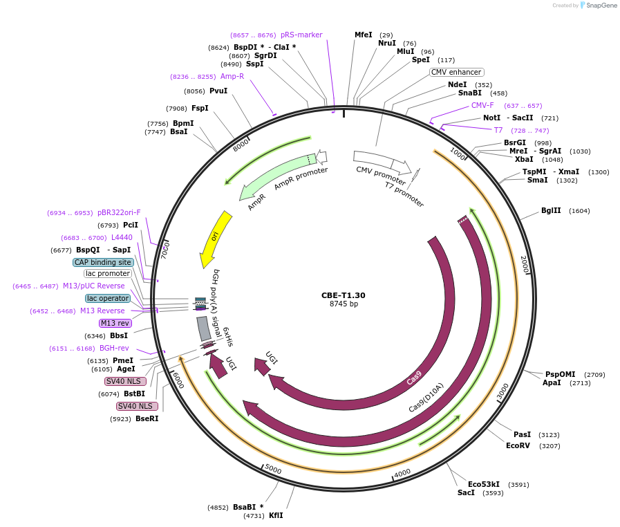 193280-plasmid-map-sequence-id-379814