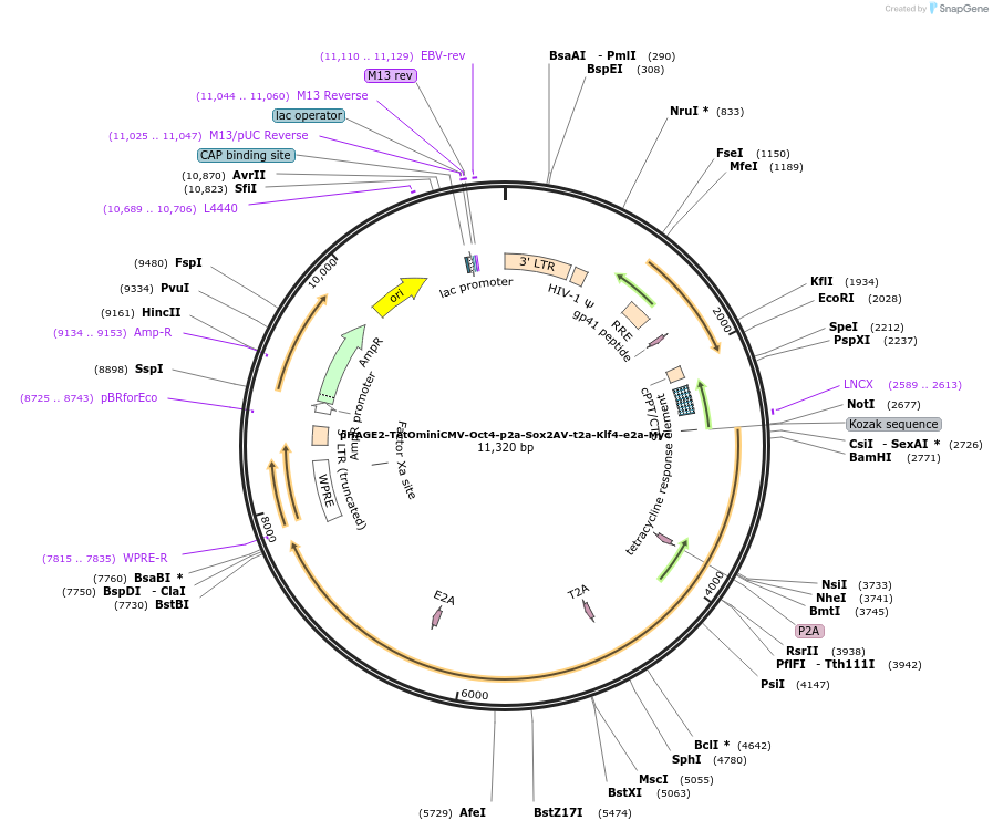 193347-plasmid-map-sequence-id-379820