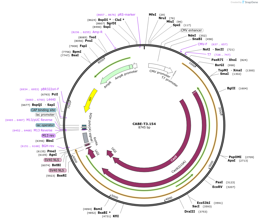 193269-plasmid-map-sequence-id-379821