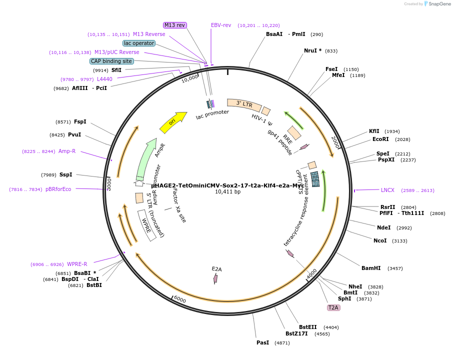 193349-plasmid-map-sequence-id-379823