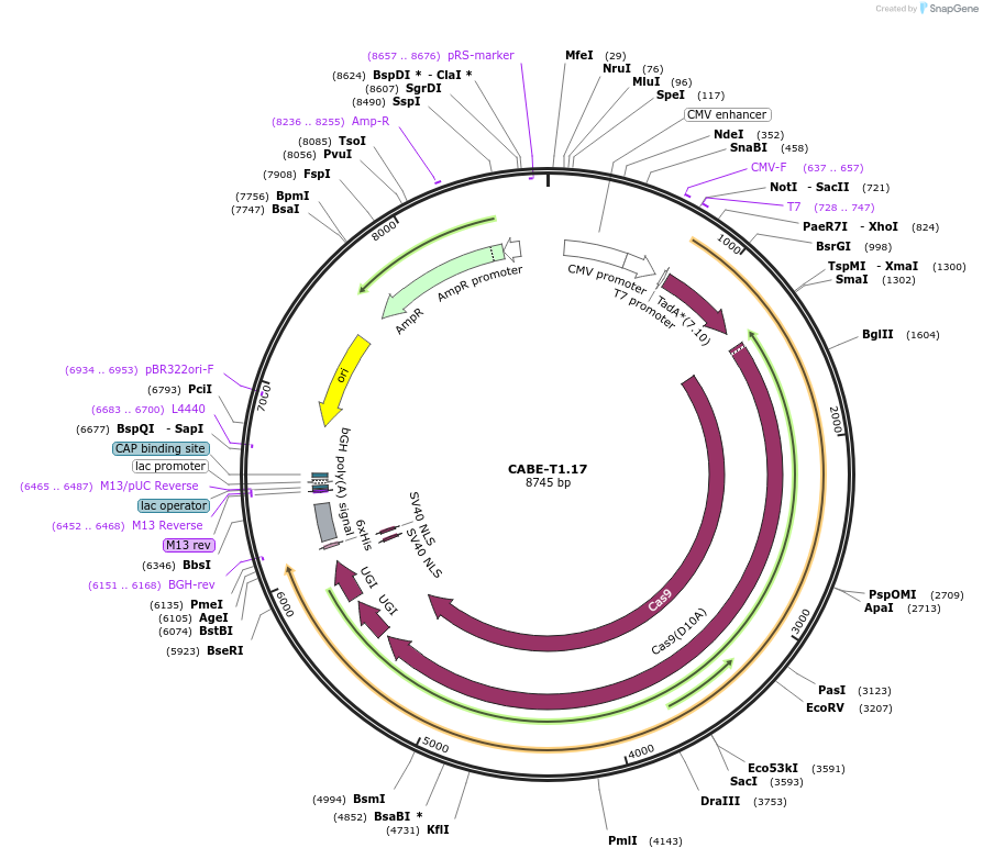 193260-plasmid-map-sequence-id-379824