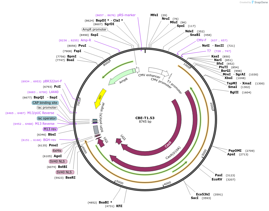 193286-plasmid-map-sequence-id-379837