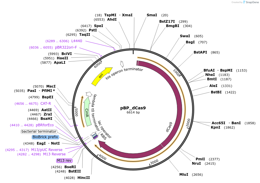 190131-plasmid-map-sequence-id-379845